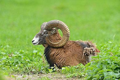 微软打造Xbox移动游戏商城 对抗苹果和谷歌